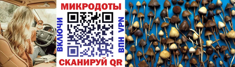наркота Цимлянск Галлюциногенные грибы Psilocybe